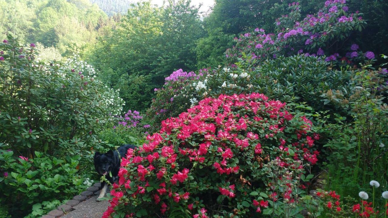 Ferienwohnung Rhododendron - Natur Pur Am Highwalk Rotenburg an der Fulda Ngoại thất bức ảnh