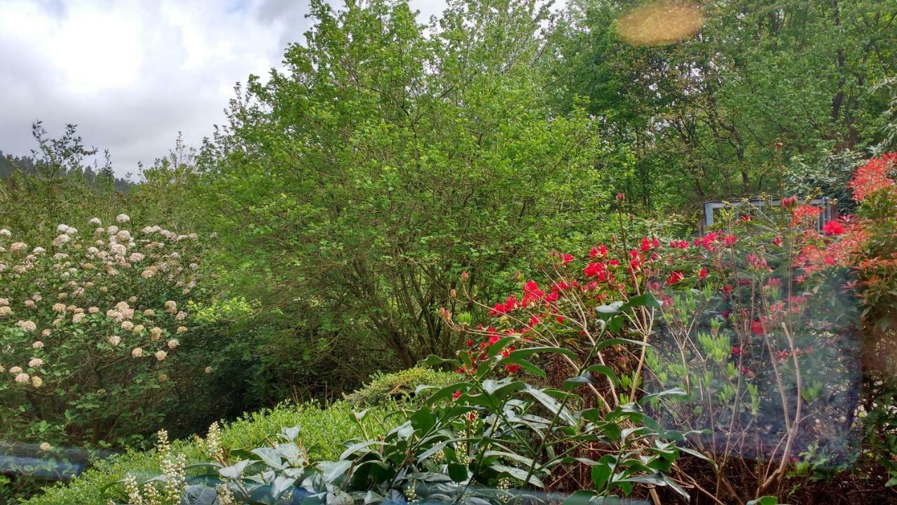 Ferienwohnung Rhododendron - Natur Pur Am Highwalk Rotenburg an der Fulda Ngoại thất bức ảnh